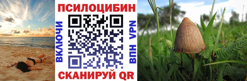 Псилоцибиновые грибы Psilocybe  площадка как зайти  Палласовка 